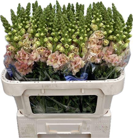 <h4>Antirrhinum Double Apricot</h4>