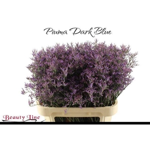 LIM PIUMA DARK BLUE