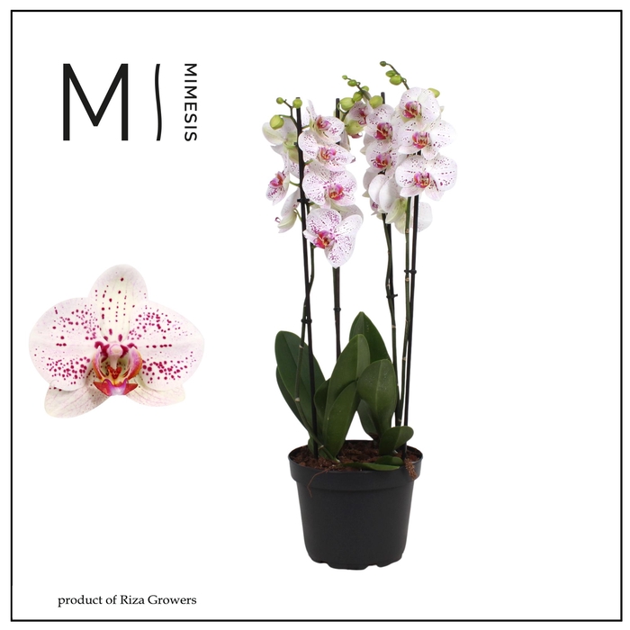 <h4>PHAL BOHEMIAN GOYA</h4>
