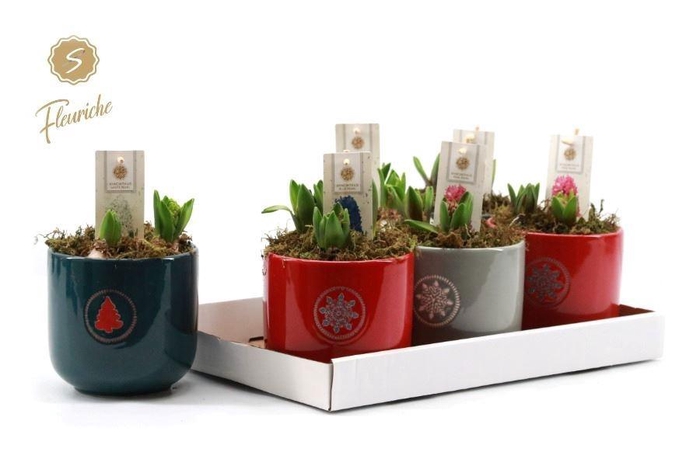 <h4>ARR HYACINTH H%</h4>