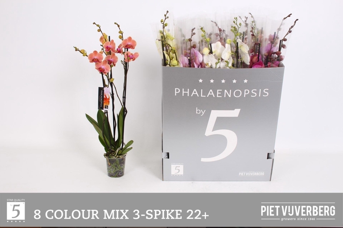 <h4>PHAL GEM 8 KL</h4>