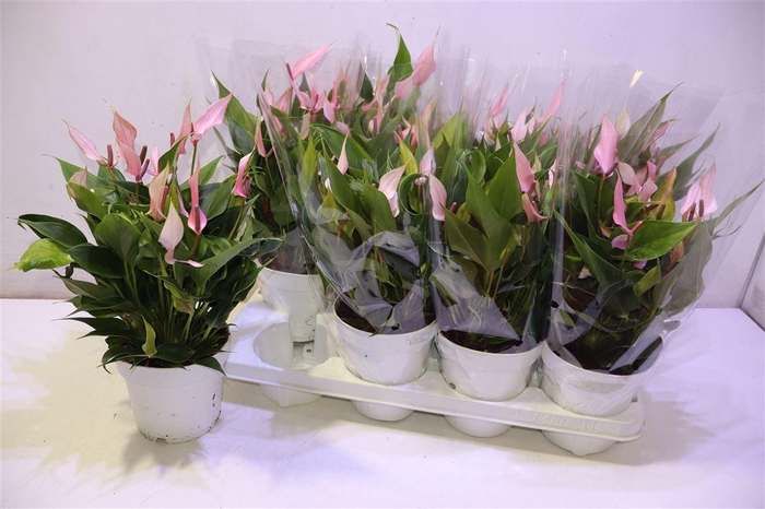 <h4>arr8 Anthu Lilli</h4>