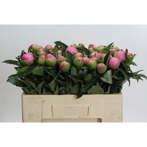 Paeonia Monsieur Jules Elie