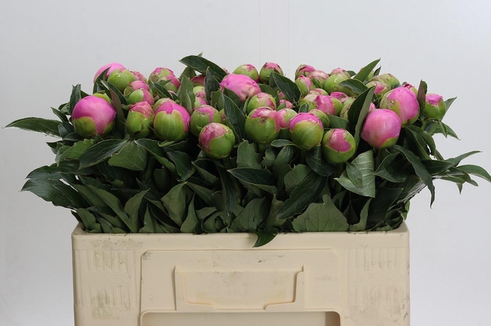 <h4>Paeonia Monsieur Jules Elie</h4>