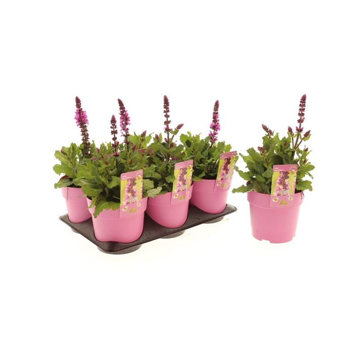 <h4>Salvia Marvel Rose</h4>