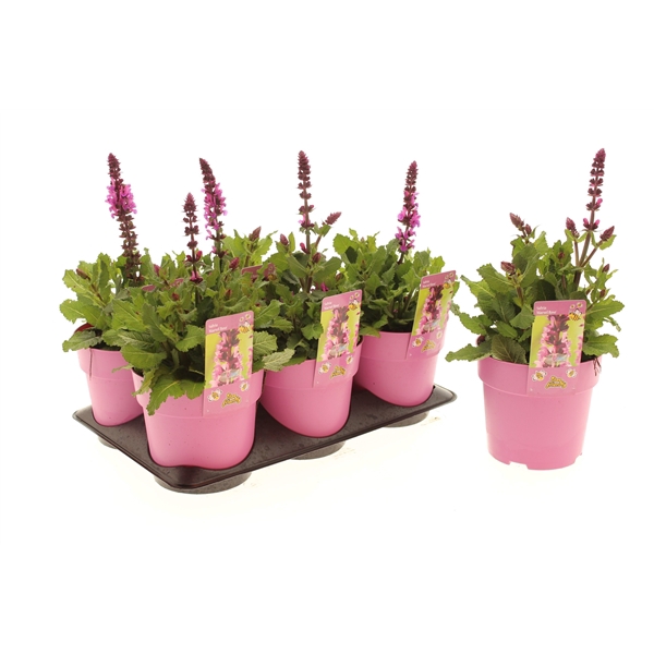 Salvia Marvel Rose
