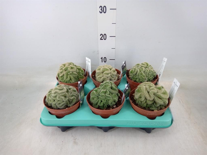 <h4>Succulents   ...</h4>