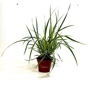 Carex Goldband p10,5