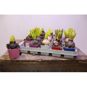 arr8 Hyacin Gem 5 Kl