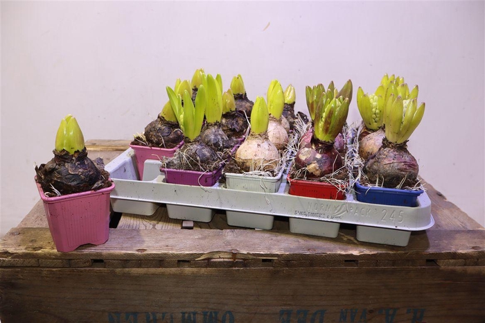 <h4>arr8 Hyacin Gem 5 Kl</h4>