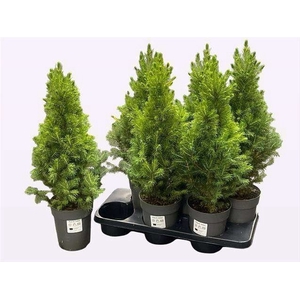 PICEA GL CONICA