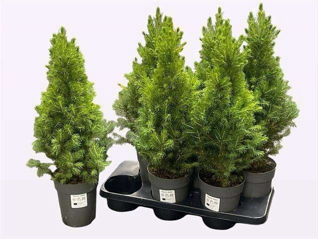 <h4>PICEA GL CONICA</h4>
