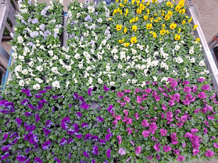 <h4>VIO CORNUTA</h4>