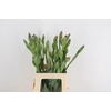 IRIS BOTANIC BLUE 070CM 150GR