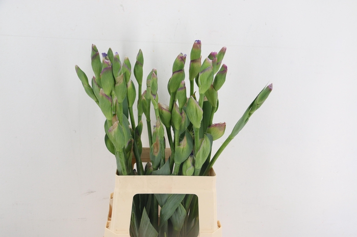 IRIS BOTANIC BLUE 070CM 150GR