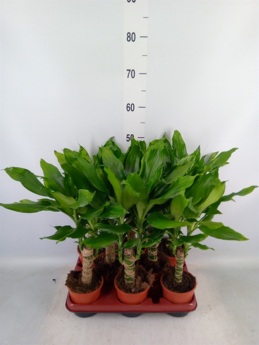 <h4>Dracaena frag. 'Steudneri'</h4>