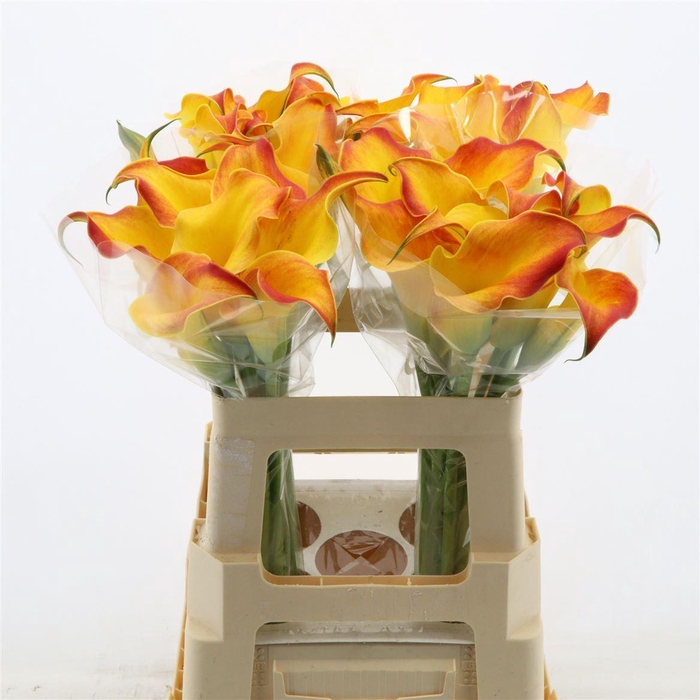 <h4>Calla Callista</h4>