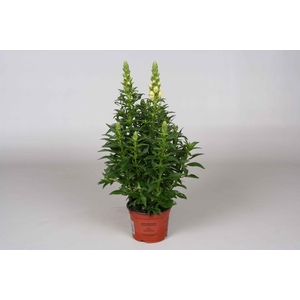 Antirrhinum majus geel