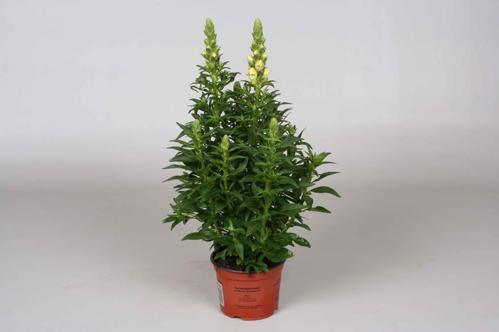 <h4>Antirrhinum majus geel</h4>
