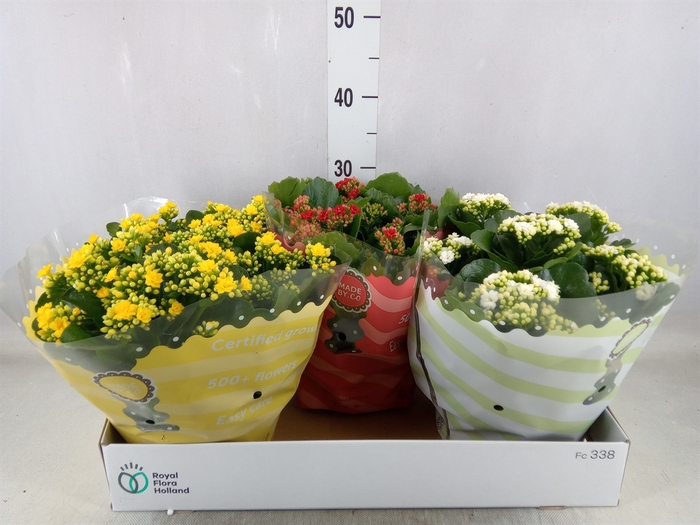 <h4>Kalanchoe blos.   ..rosebud mix  5</h4>