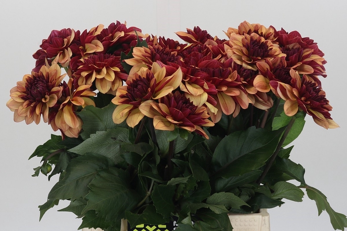 <h4>Dahlia Creme de Cognac</h4>
