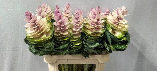 BRASS EMPIRE ANNA XL