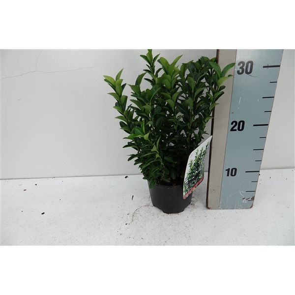 <h4>Euonymus jap 'Green Spire'</h4>