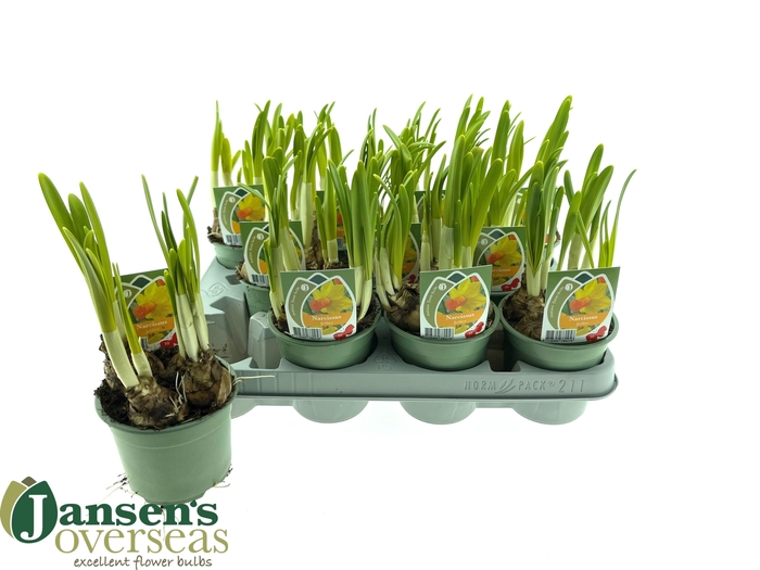 <h4>NARC C JETFIRE</h4>