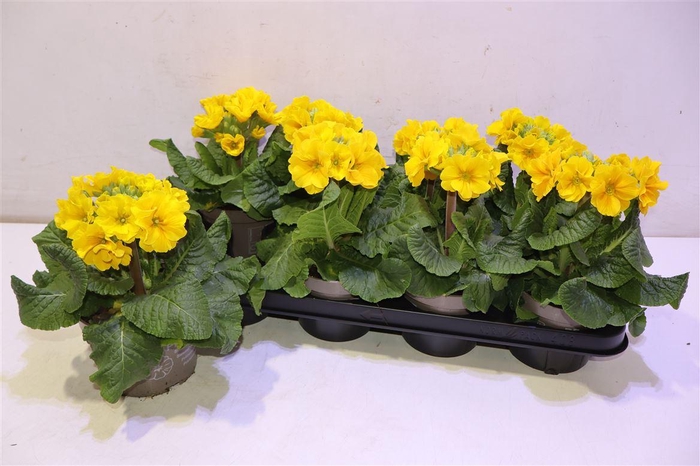 <h4>Prim Elatior Yellow</h4>