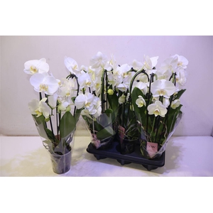 Phal Ov Wit Cascade 3 Bow