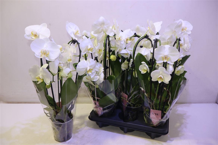 <h4>Phal Ov Wit Cascade 3 Bow</h4>