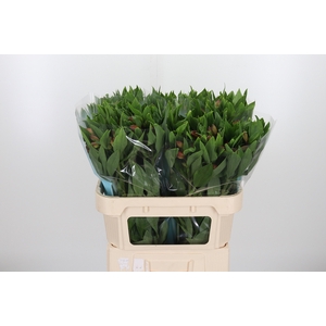 Alstroemeria Vixen 80 Gram