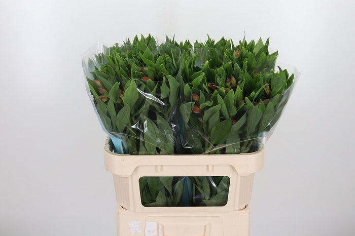 <h4>Alstroemeria Vixen 80 Gram</h4>