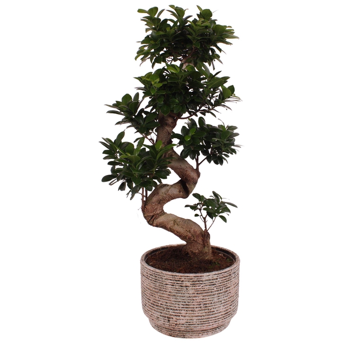 <h4>Ficus. Ginseng S-Shape Ø24cm in Ø26cm Ceramic NT567</h4>