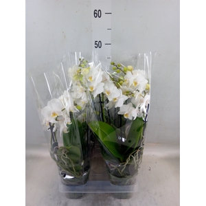 Phalaenopsis multi.   ...white