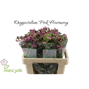 OXY CO PINK HARMONY
