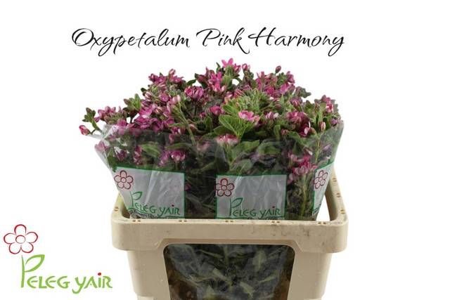 <h4>OXY CO PINK HARMONY</h4>