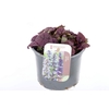 Ajuga reptans Burgundy Glow