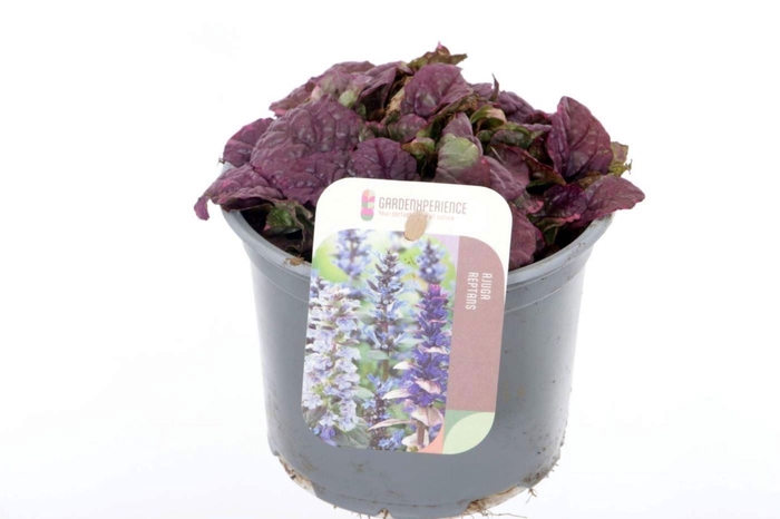 Ajuga reptans Burgundy Glow