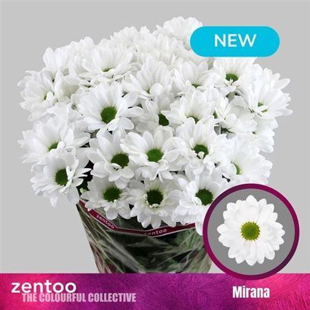 <h4>Chr T Mirana</h4>