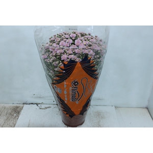 CRISANTEMO BOLA BELGA JASODA P20 ROSA