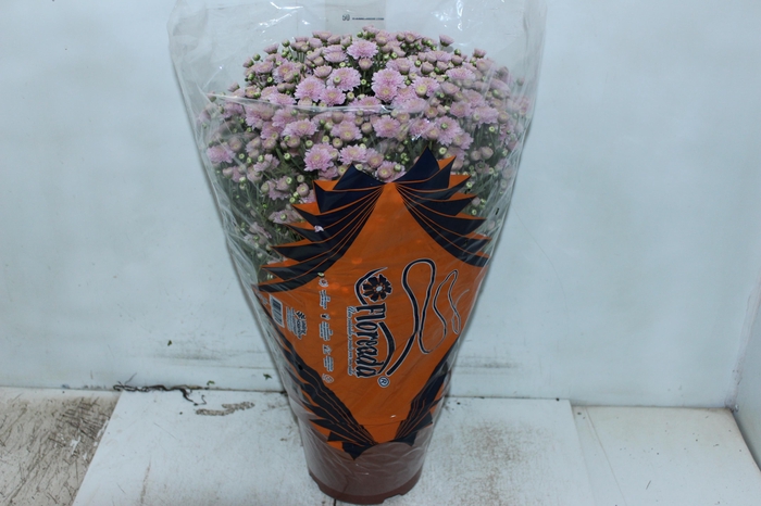 <h4>CRISANTEMO BOLA BELGA JASODA P20 ROSA</h4>