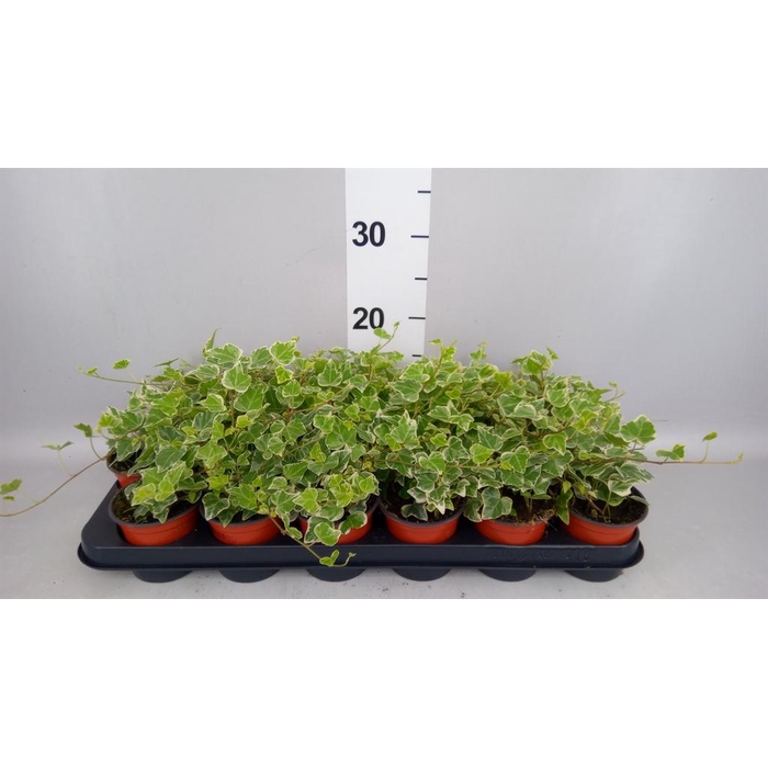 <h4>Hedera helix 'White Wonder'</h4>