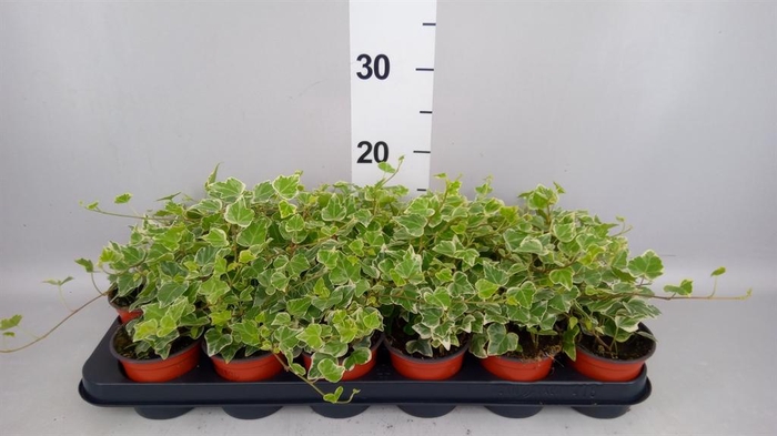 Hedera helix 'White Wonder'