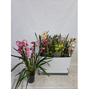 !! PROMO !! CYMB EXTRA MIX 5 TAK