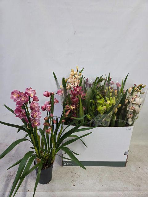 <h4>!! PROMO !! CYMB EXTRA MIX 5 TAK</h4>