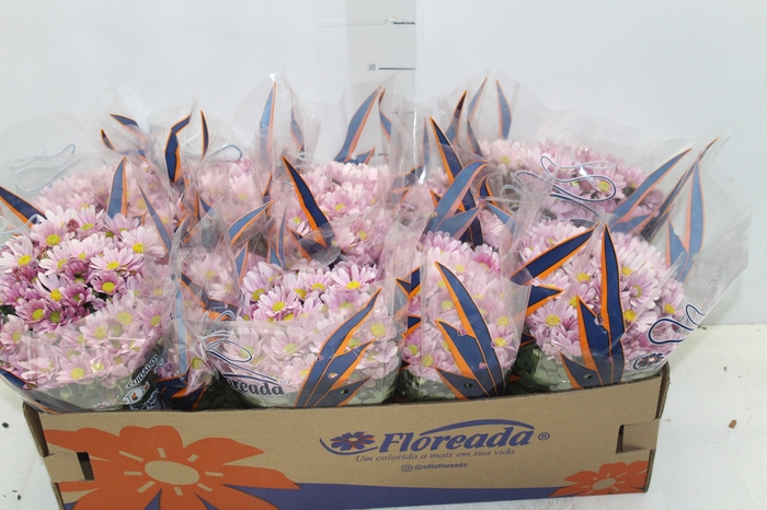 CRISANTEMO BOLA BELGA P11 ROSA