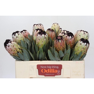Protea Niobe