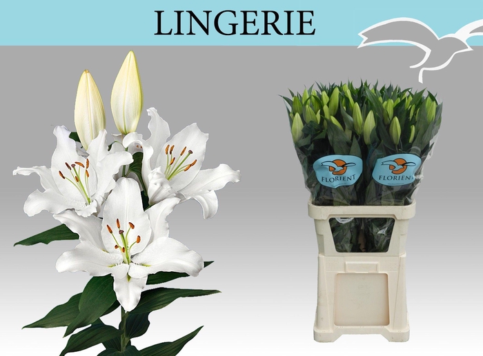 <h4>LI OR LINGERIE</h4>