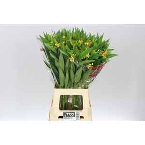 Asclepias Silky Gold